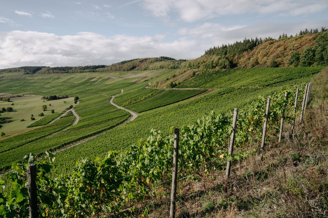 Terroir – das natürliche Umfeld der Reben