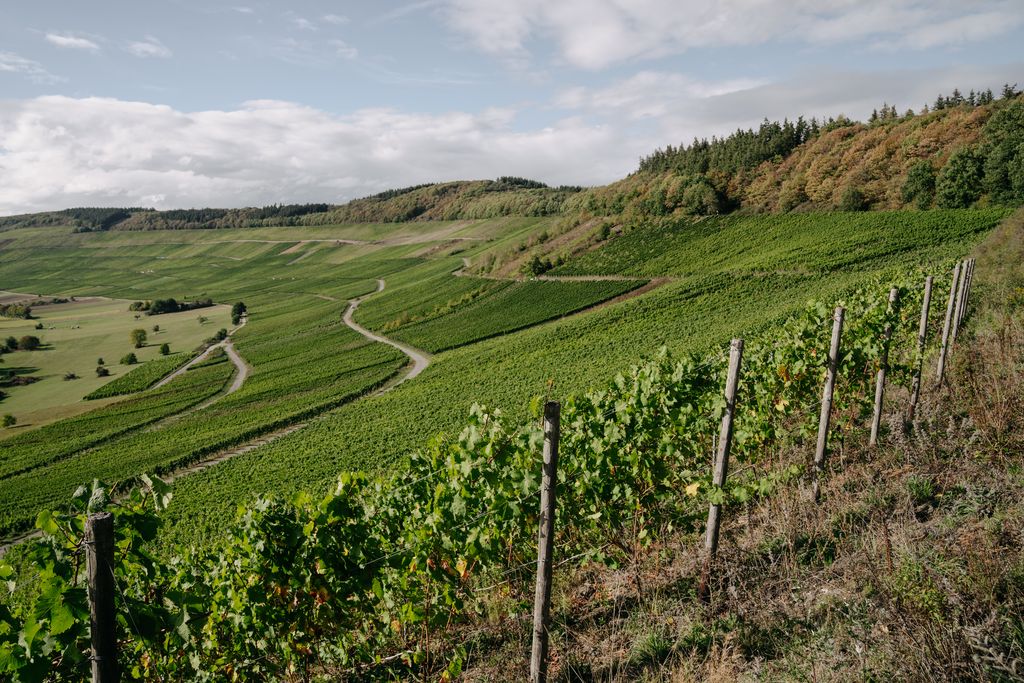 Nachhaltigkeit im Weinanbau – Unsere Weinparzellen für die Messing Weine