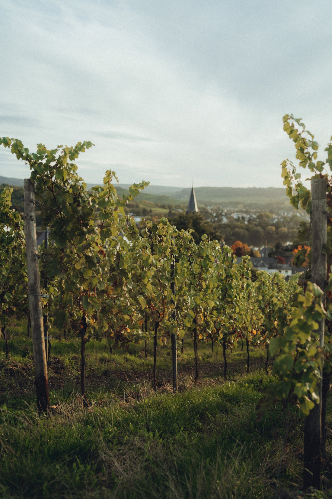 Die beliebtesten Rebsorten bei deutschen Weinen