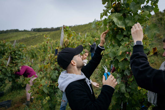 Weinlese: Herbstzeit ist Weinerntezeit