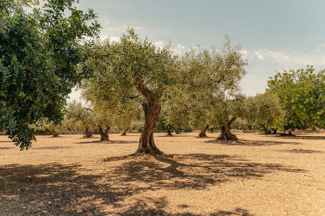 Reisebericht Apulien: Kräftige Rotweine, feines Olivenöl und viel gutes Essen!