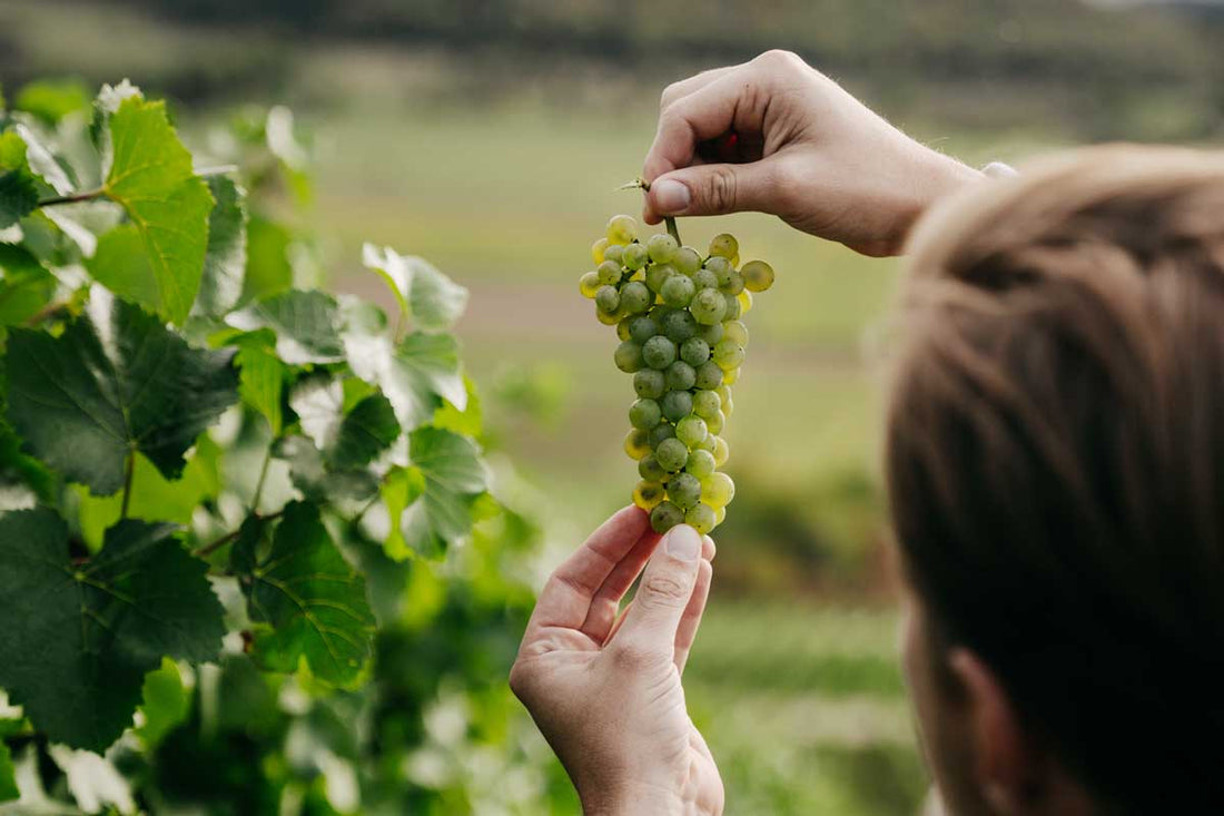 Biologischer und biodynamischer Weinbau – die Basis für Bio-Weine